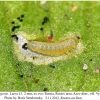 aricia agestis larva1b